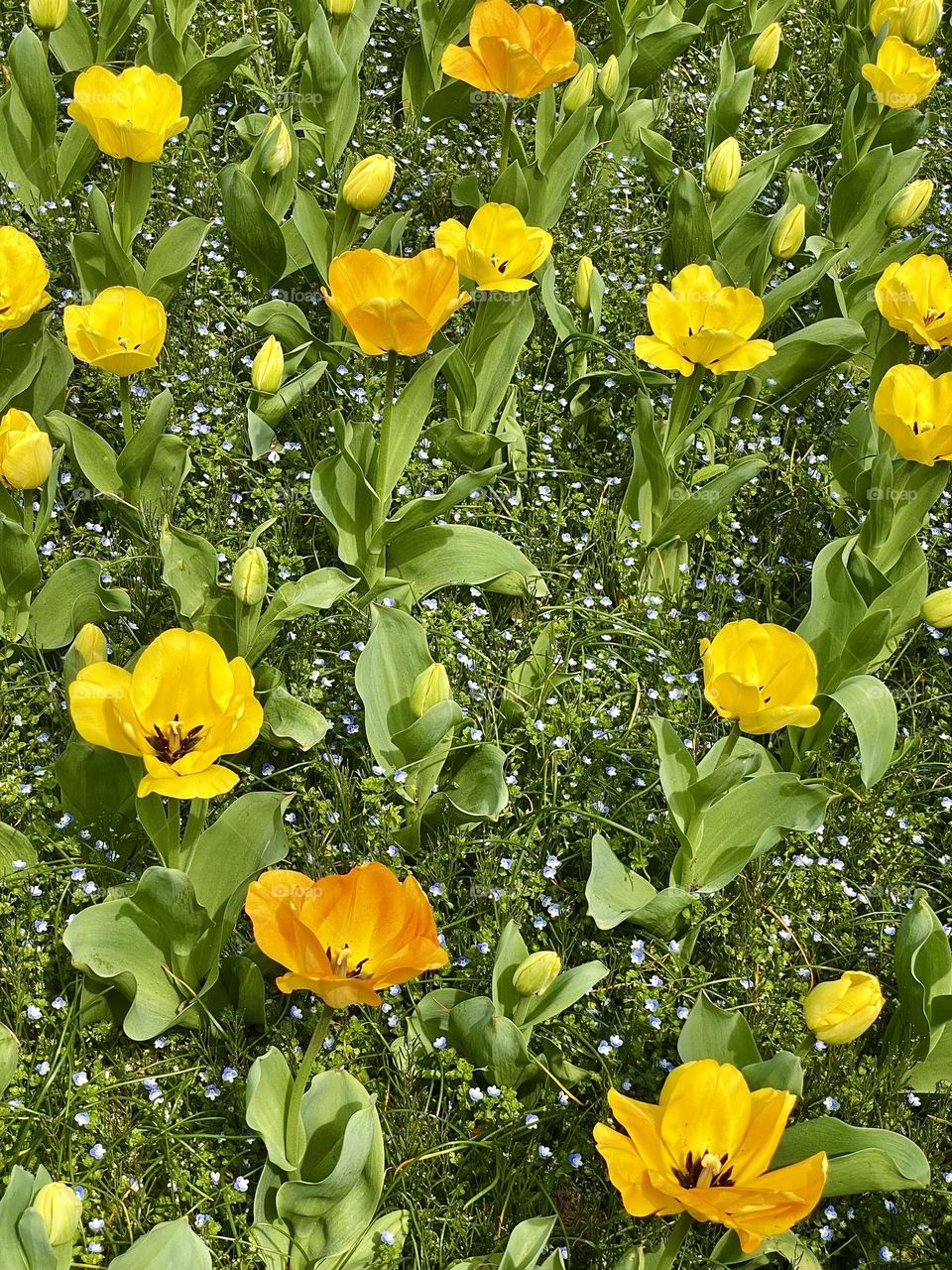 Yellow and orange tulips surrounded by small blue wildflowers