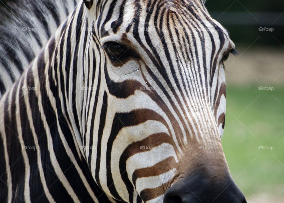 Extreme close-up of zebra