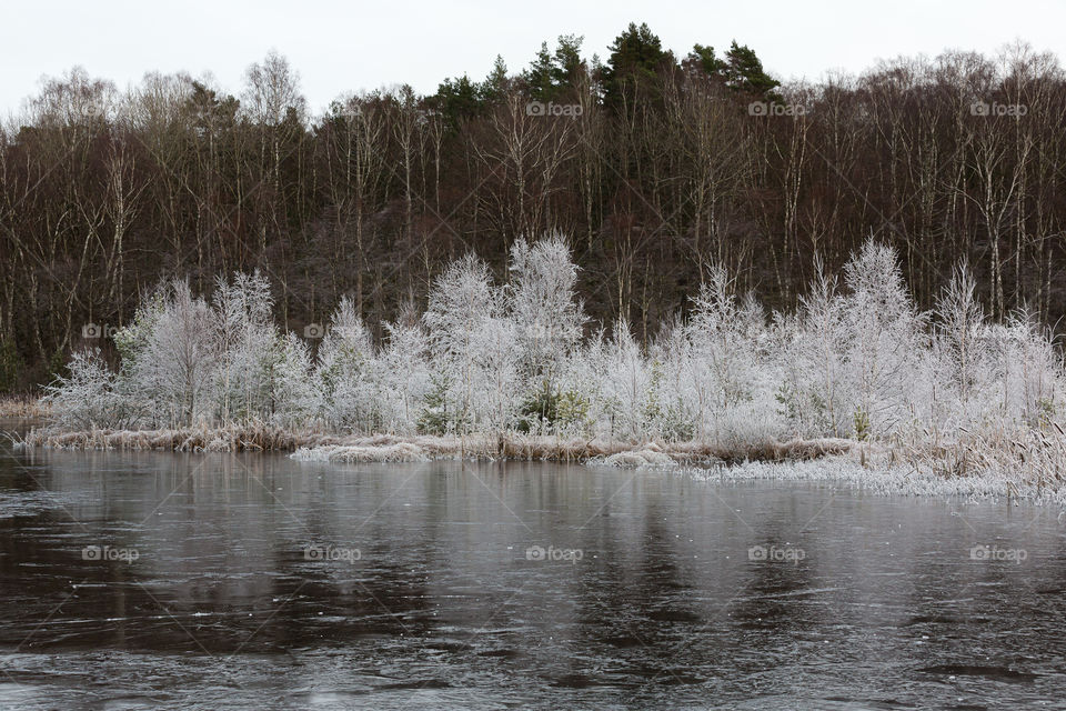 Forest covered in frost by a small lake, Swedish landscape in winter 