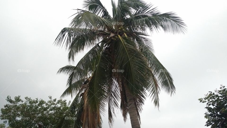 a beautiful coconut tree in Yard.