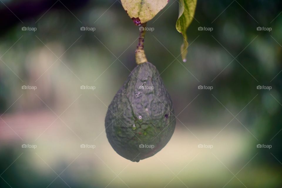 Avocado Hanging 