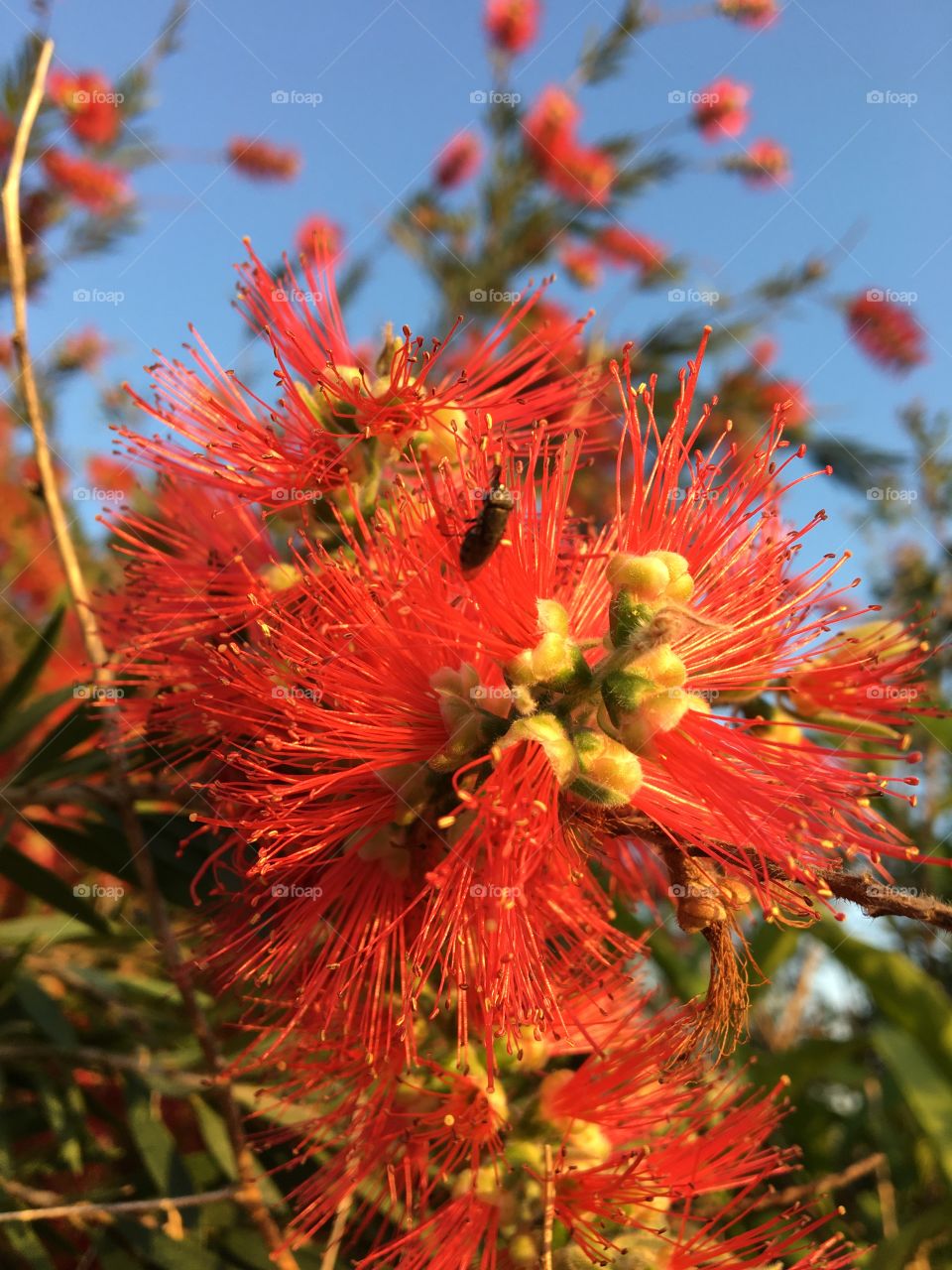 Red flowers of Callistemon rigidus (named as « Stiff Bottlebrush »)