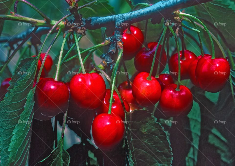 Ripe red cherries on a tree in the bright sunshine.