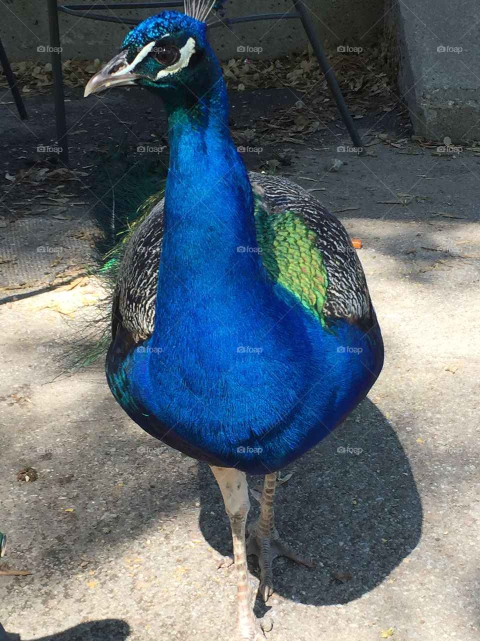Friendly peacock at Henry Doorly Zoo