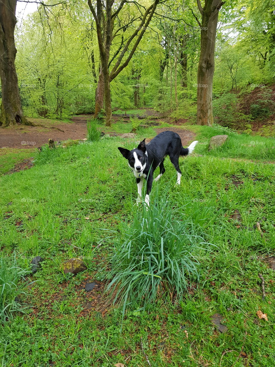 patiently waiting for his ball. loving doggy life