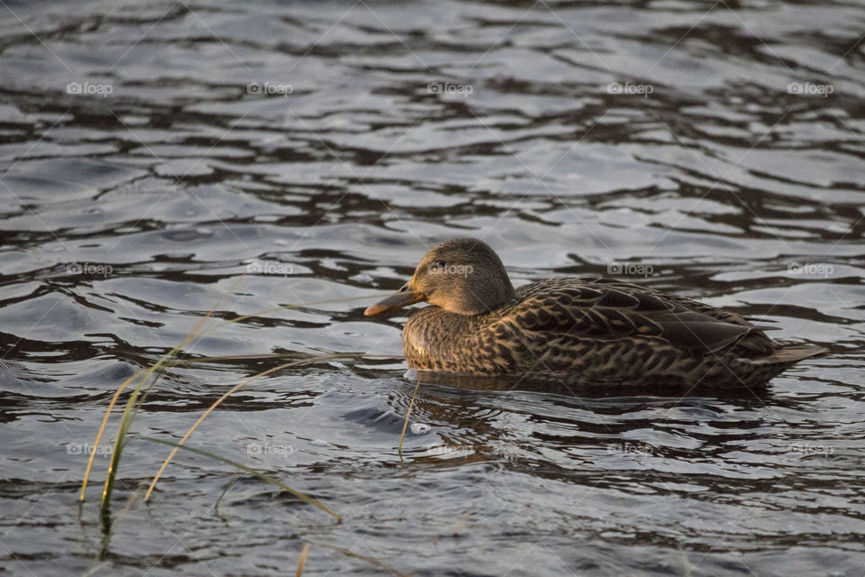 Female mallard duck enjoying the sun
