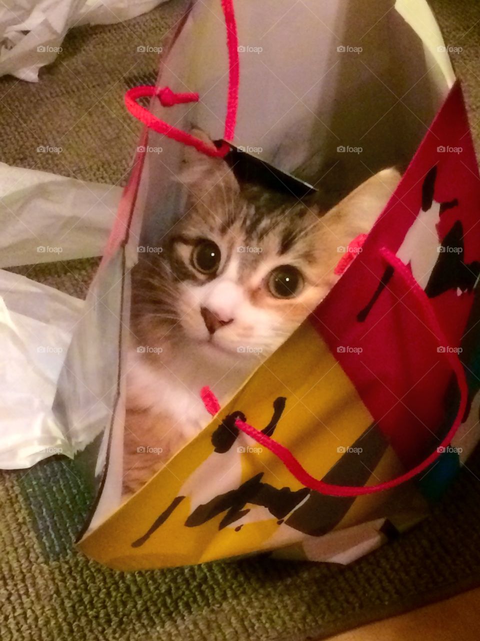 Cat in a bag 