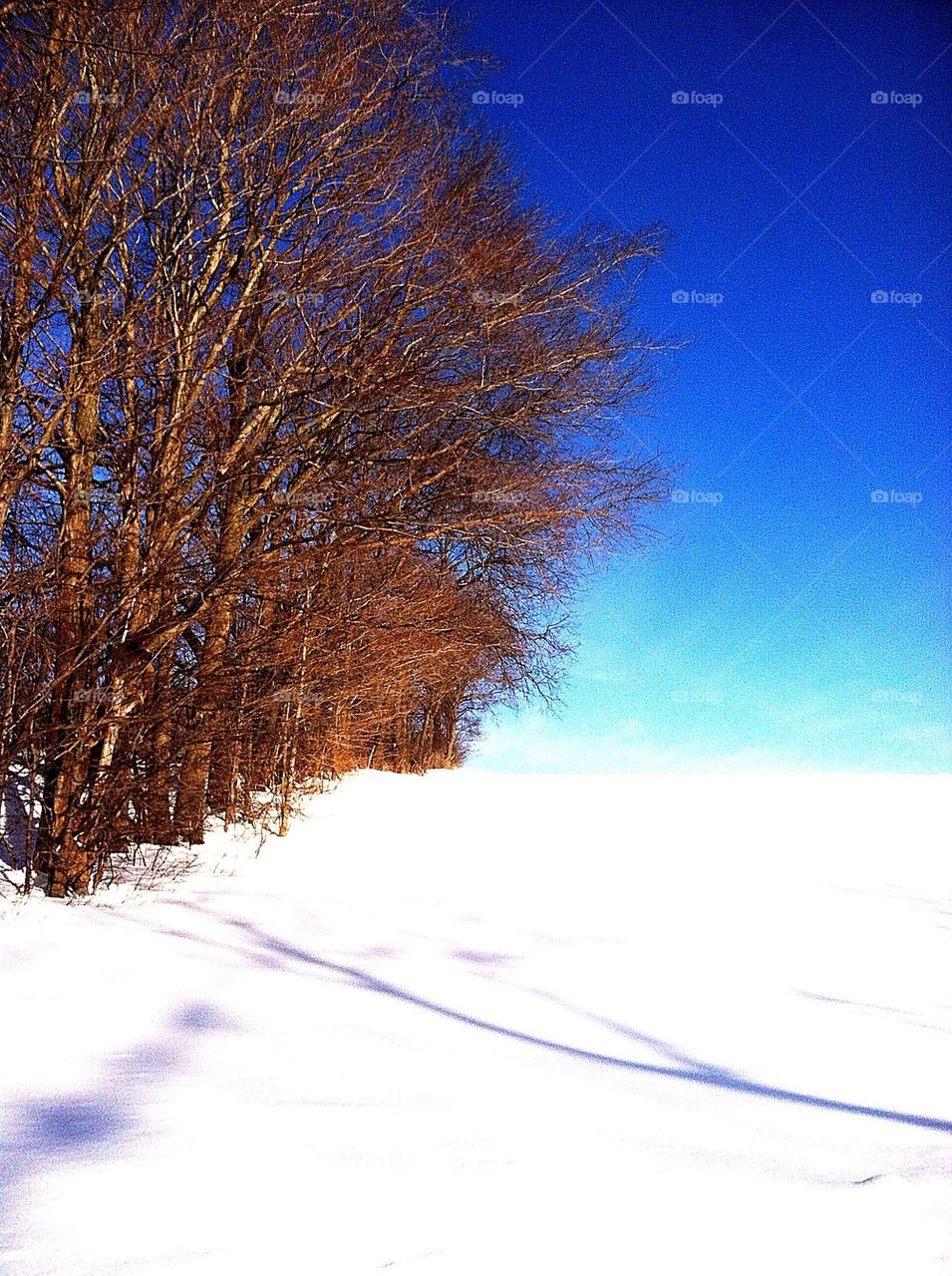 Snowy meadow