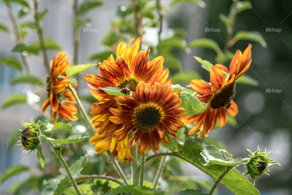 sunflowers bees and bumblebees