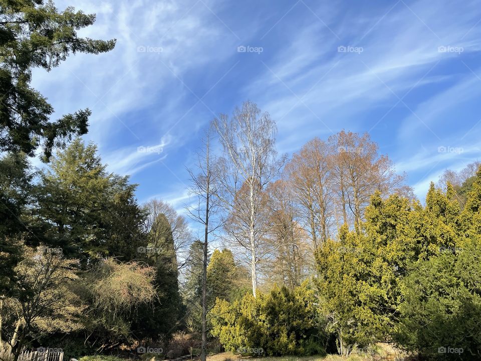 flowering trees in early spring in the park