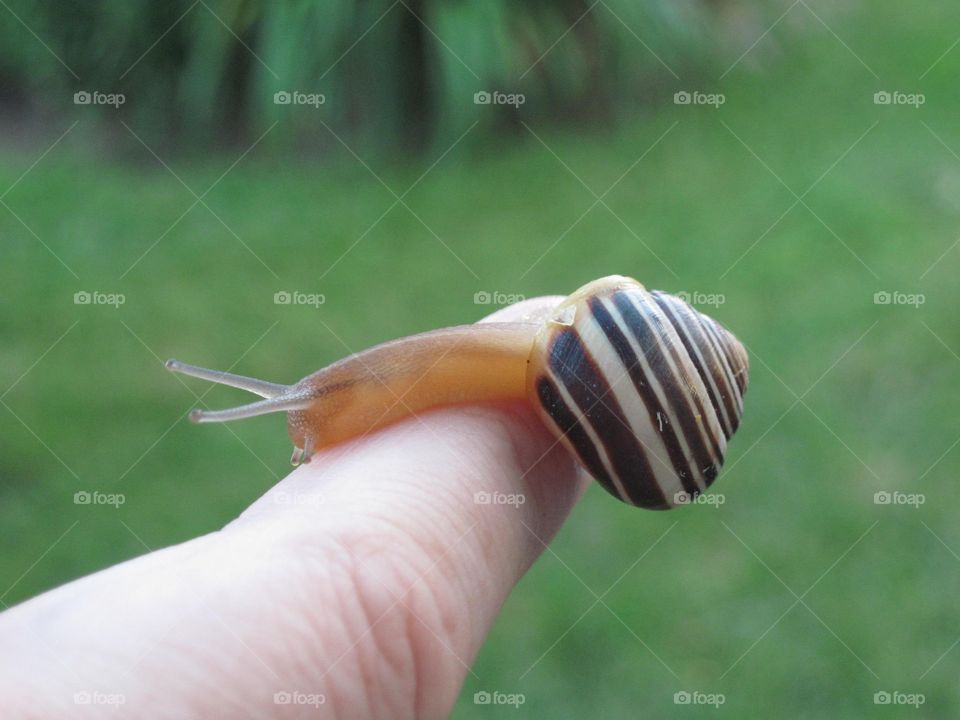 Snail in my finger