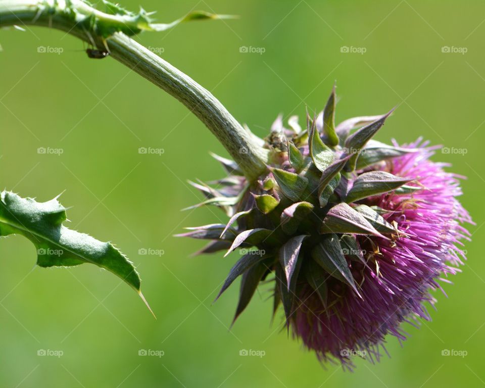 thistle flower in field