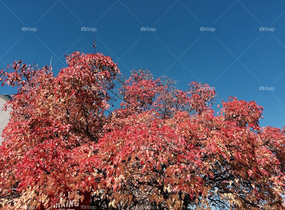 Blue Sky Autumn