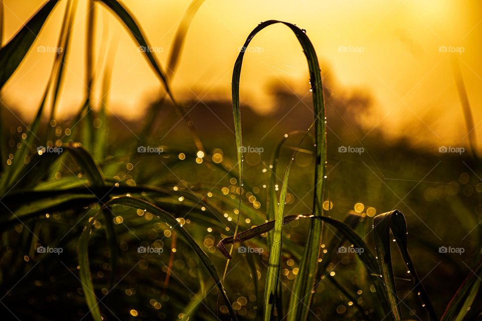 Bokeh