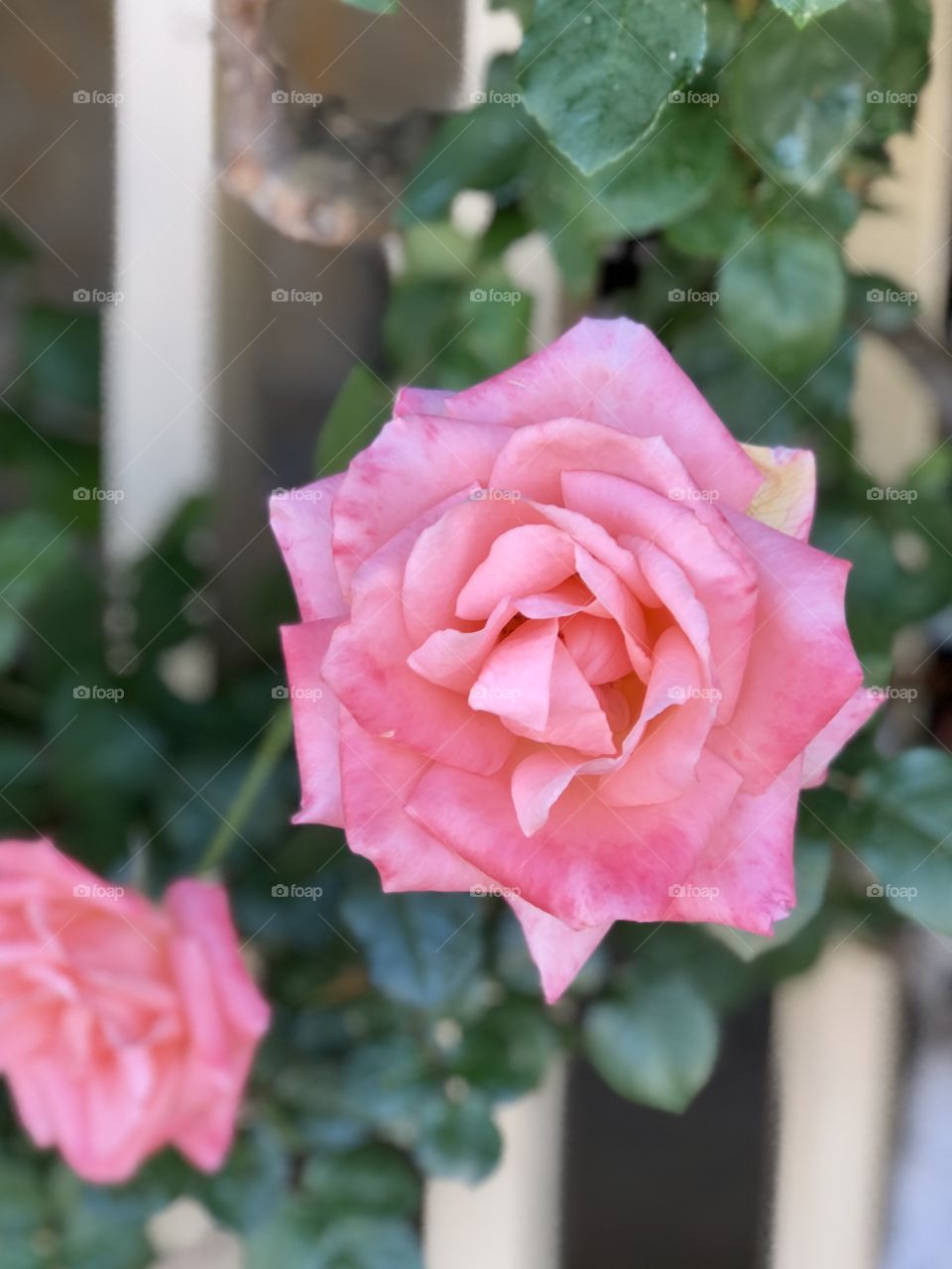 Rose pink 