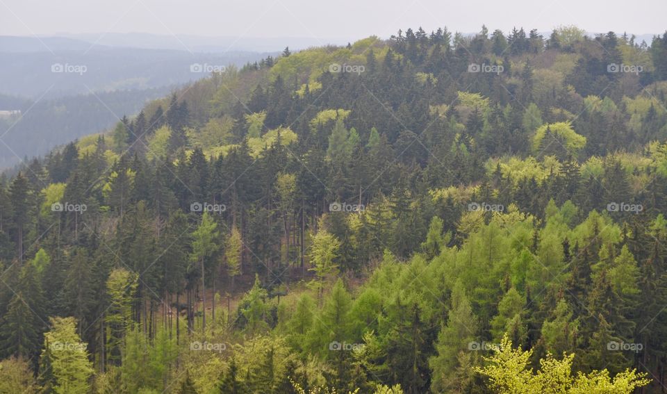 Pine trees on the hill in Czech Republic 