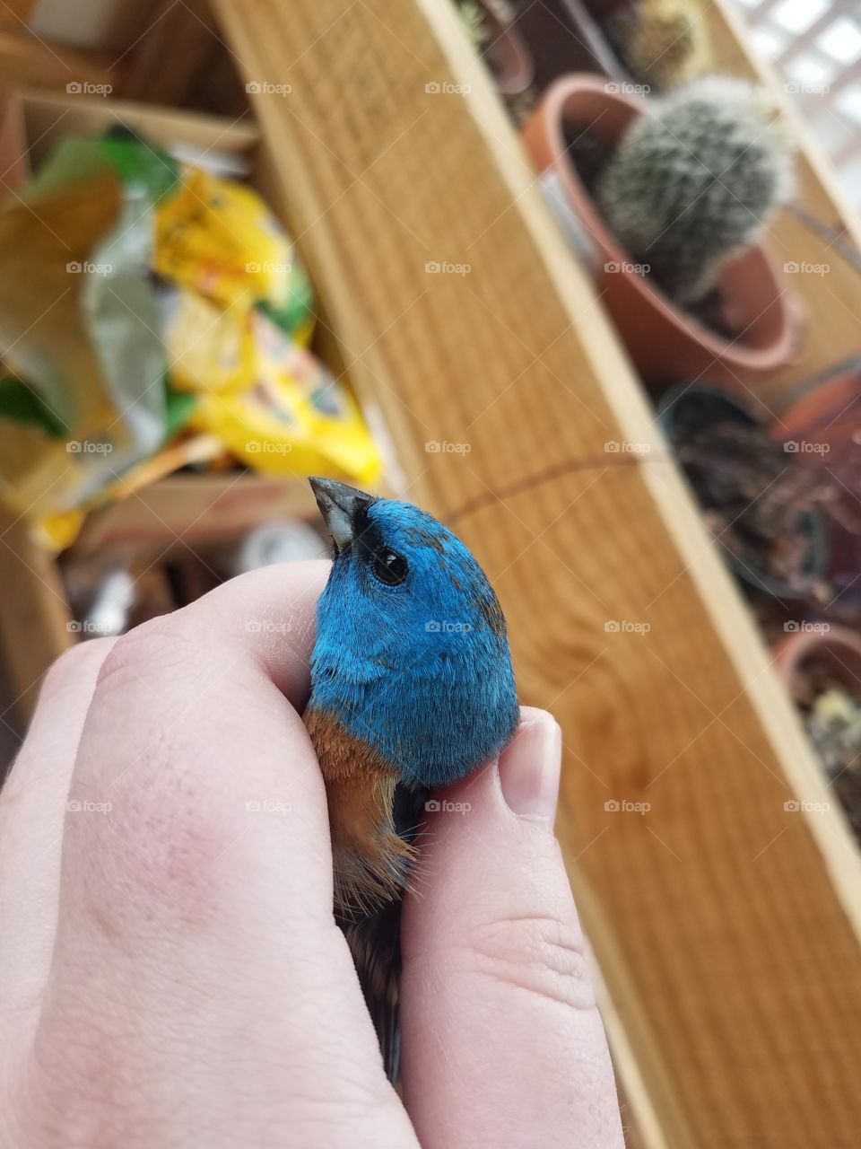 bluebird