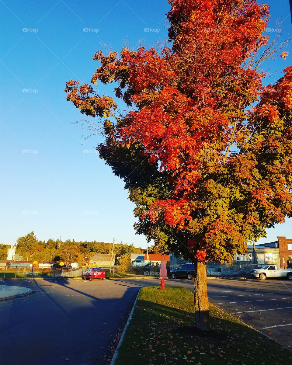 autumn parking lot