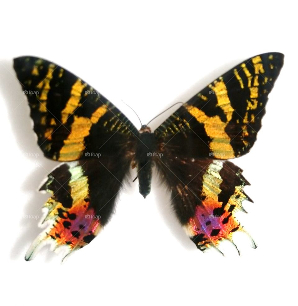 Butterfly entomology . Pinned beautiful butterfly at Wollaton Hall in Nottingham 