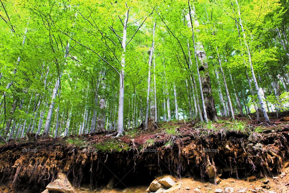 Erosion and tree roots - Poland mountain biking trail