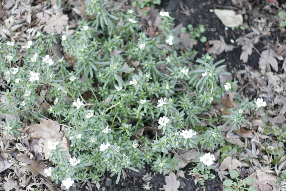 cluster of small white flowers