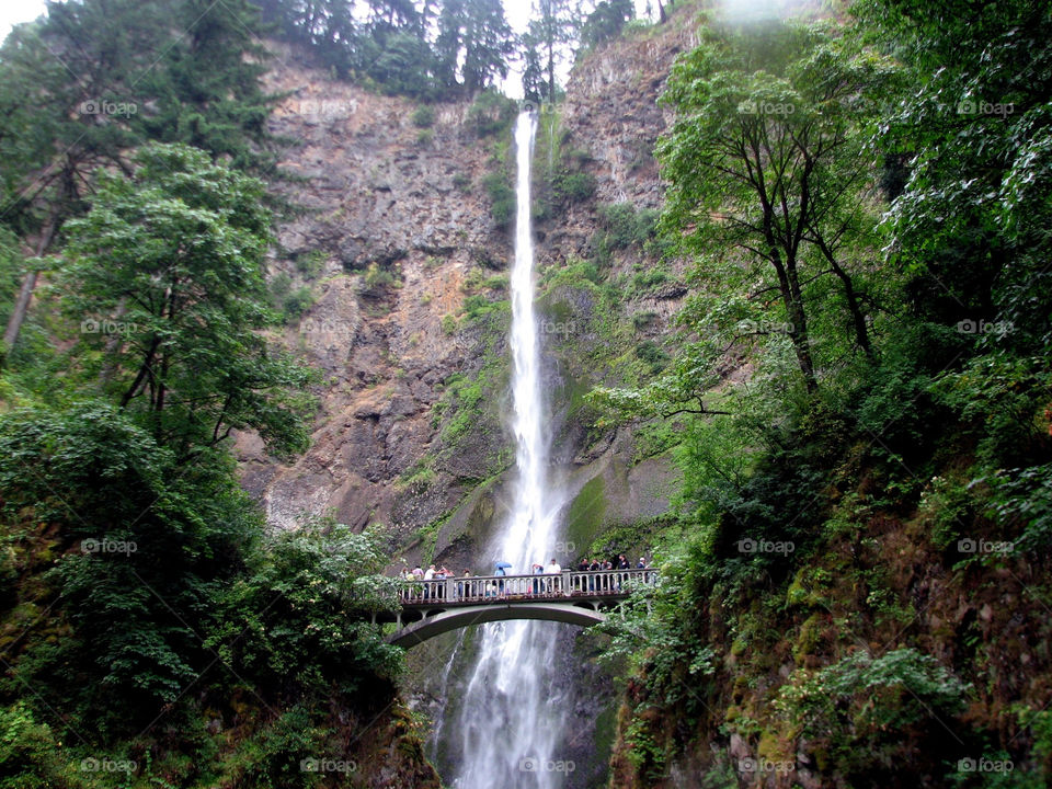 trees forest waterfall bridge by landon