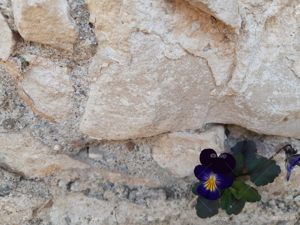 violets on the wall