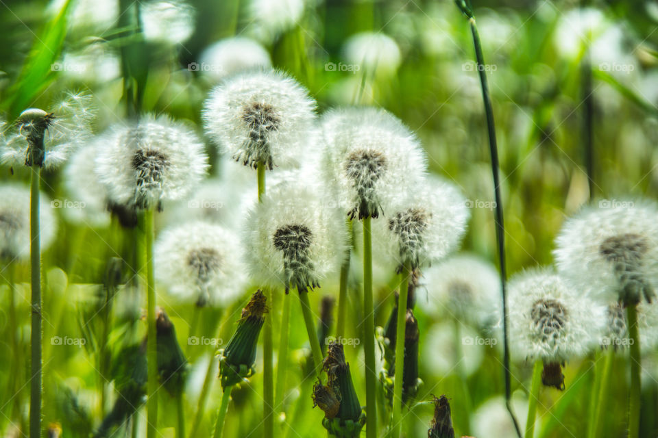 Dandelions