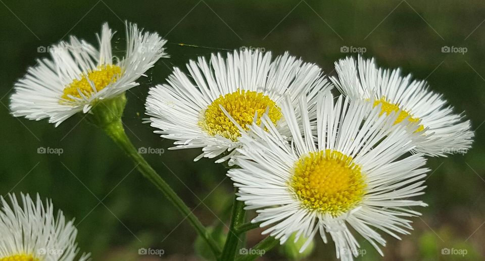 Wild flowers blooming at outdoors