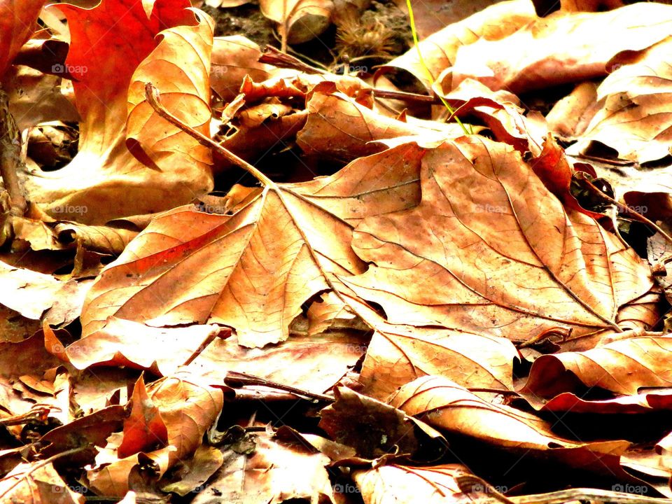 Close-up of dry leaves