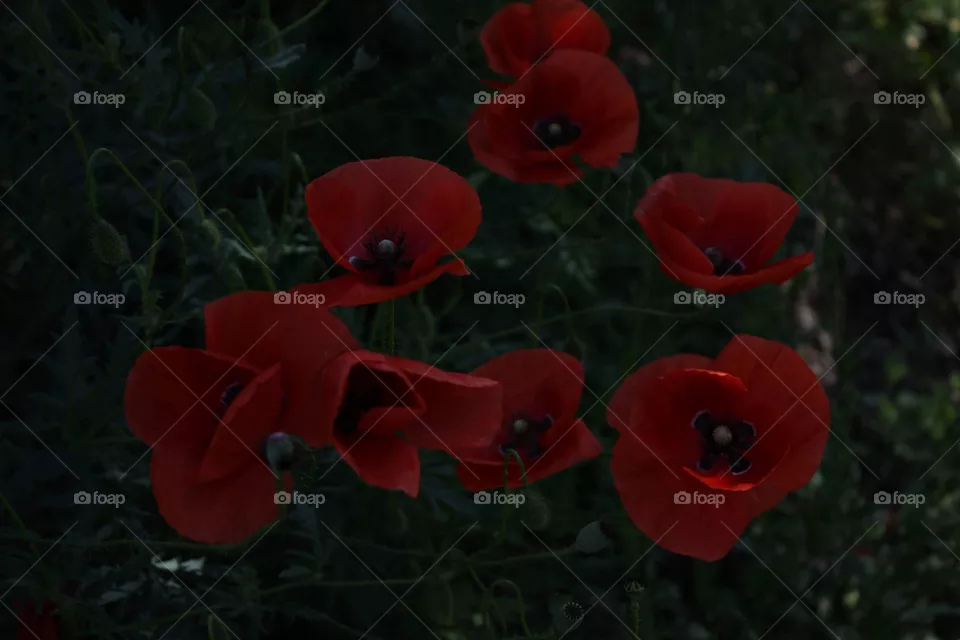 Poppy