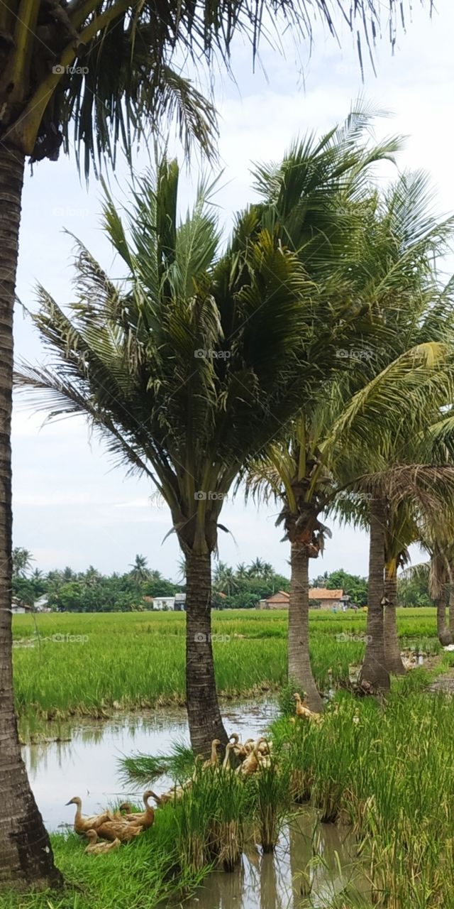 Coconut trees in the fields are sheltered by "angon ducks"