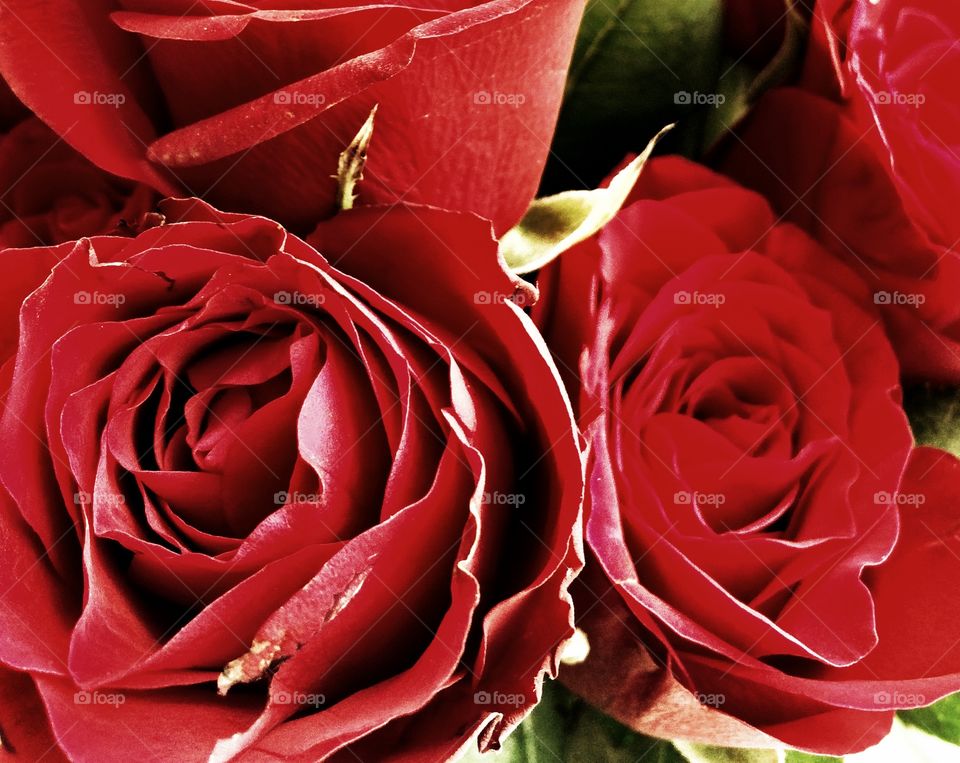 Red roses close up
