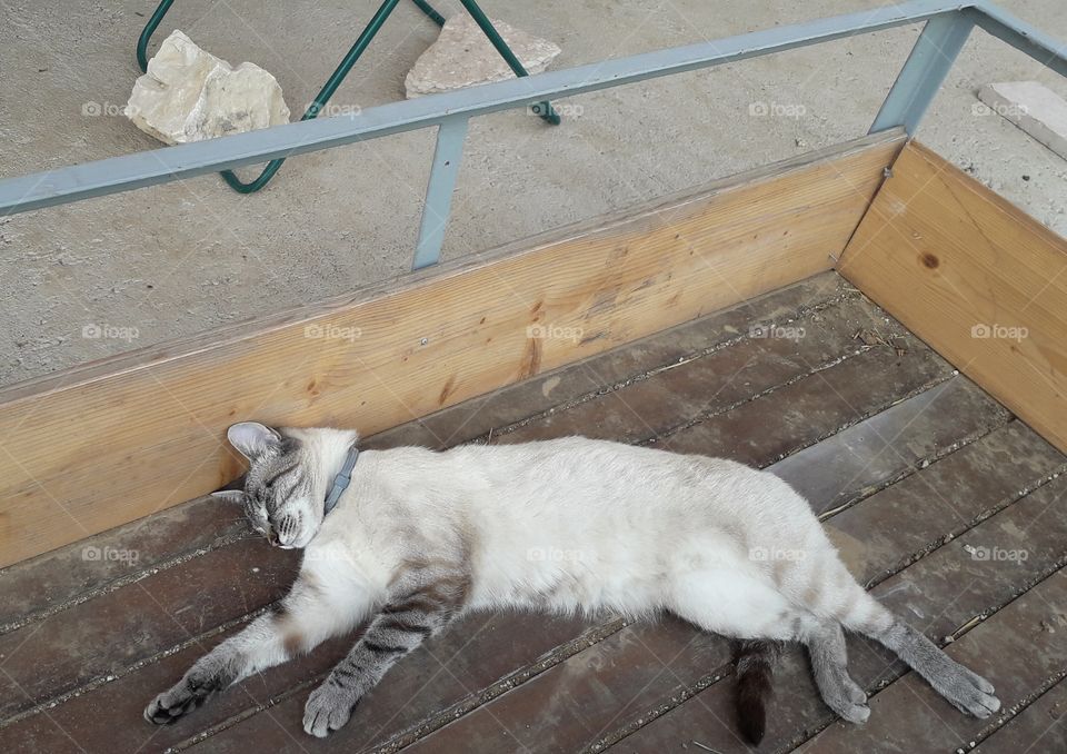 my cat sleeping on the  cart