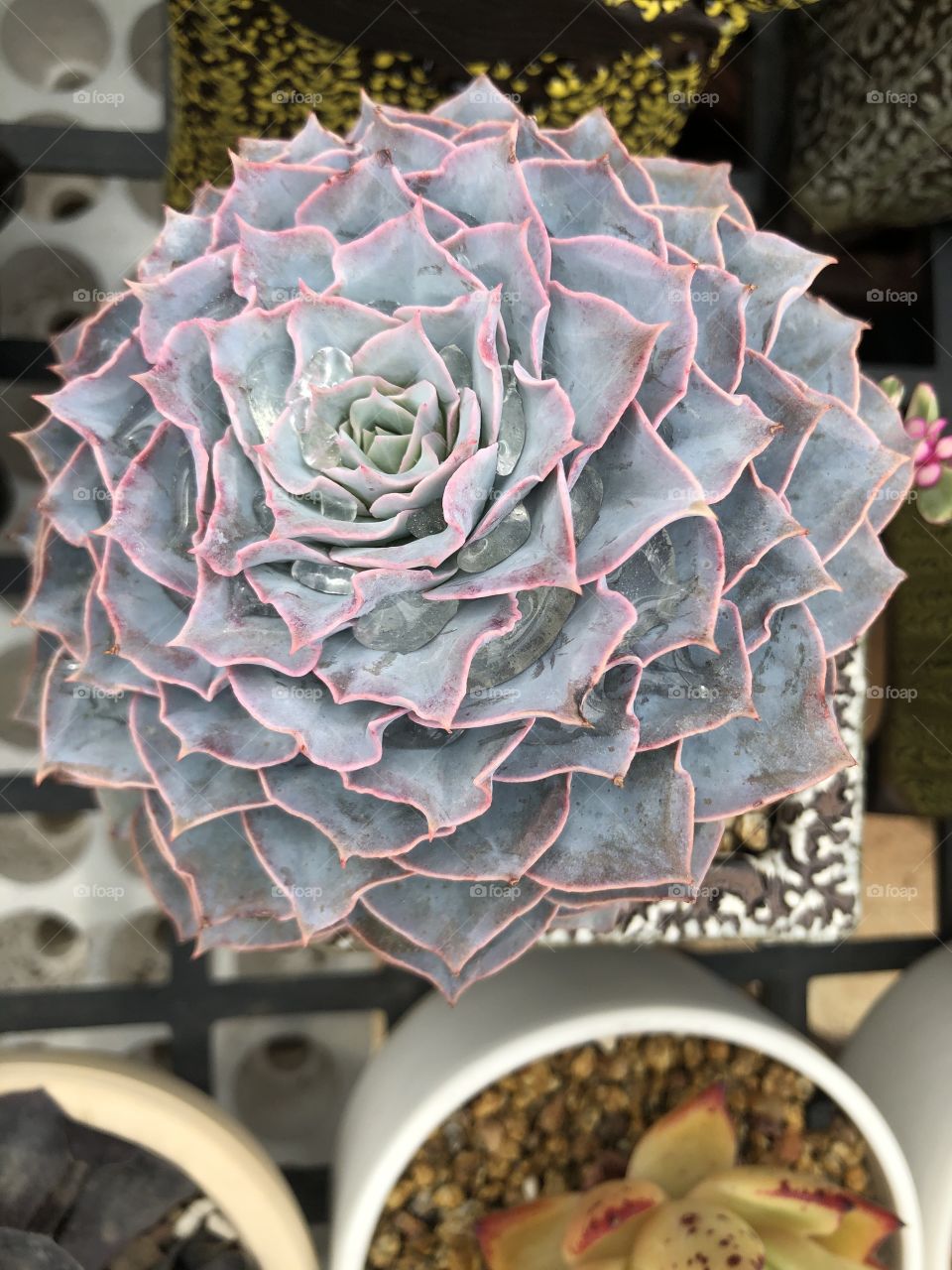 Sempervivum calcareum 