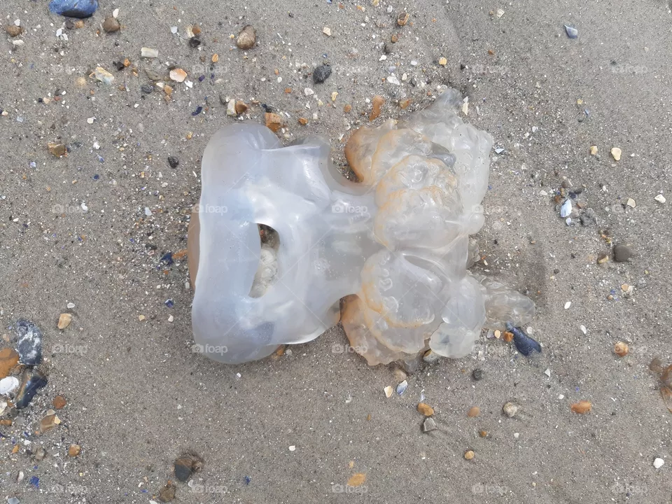 Jellyfish