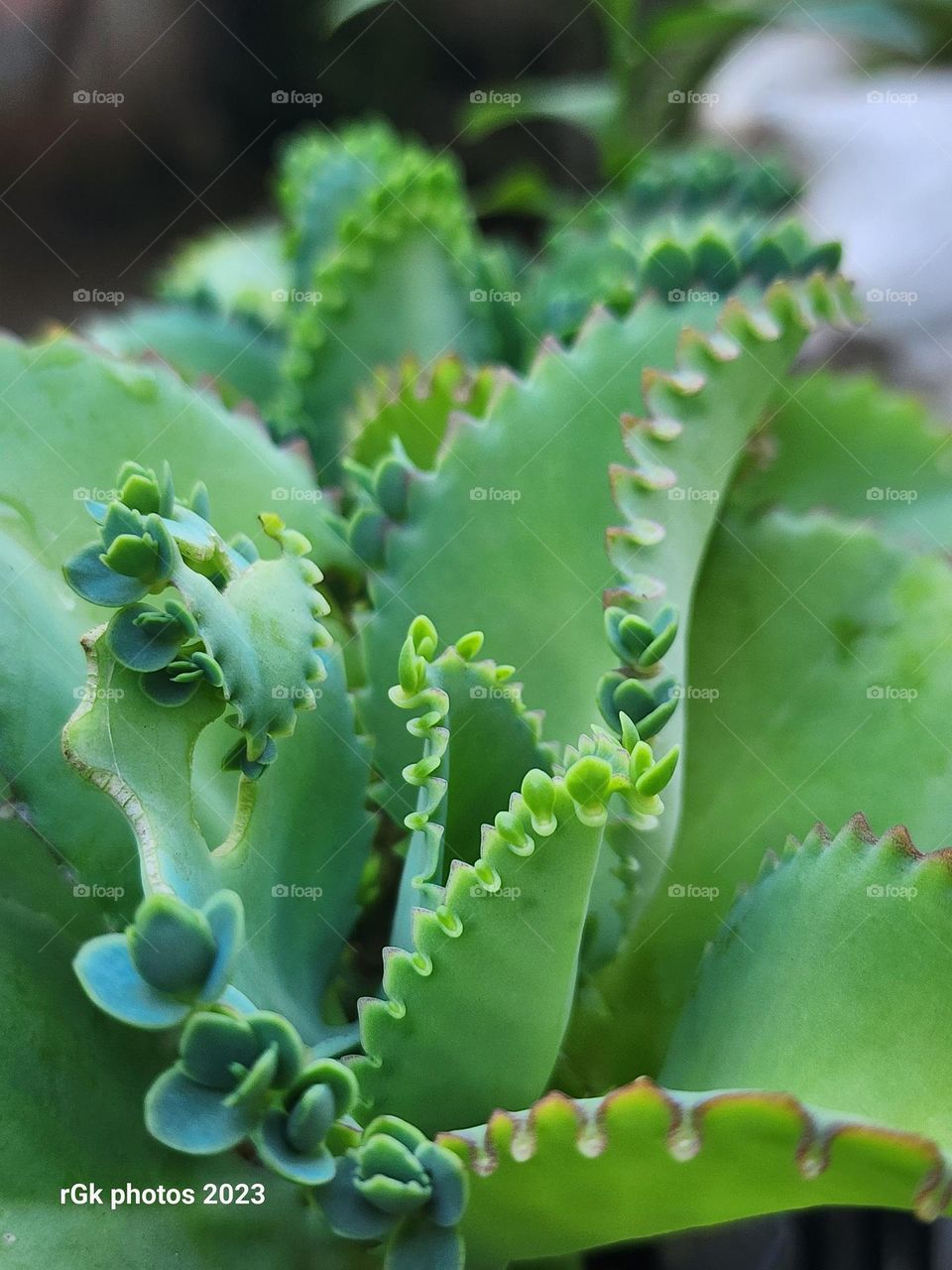 leaf of life upclose