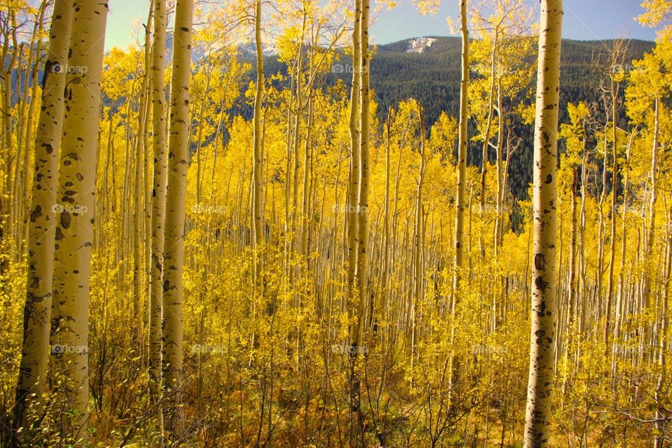 Colorado. Fall in Colorado