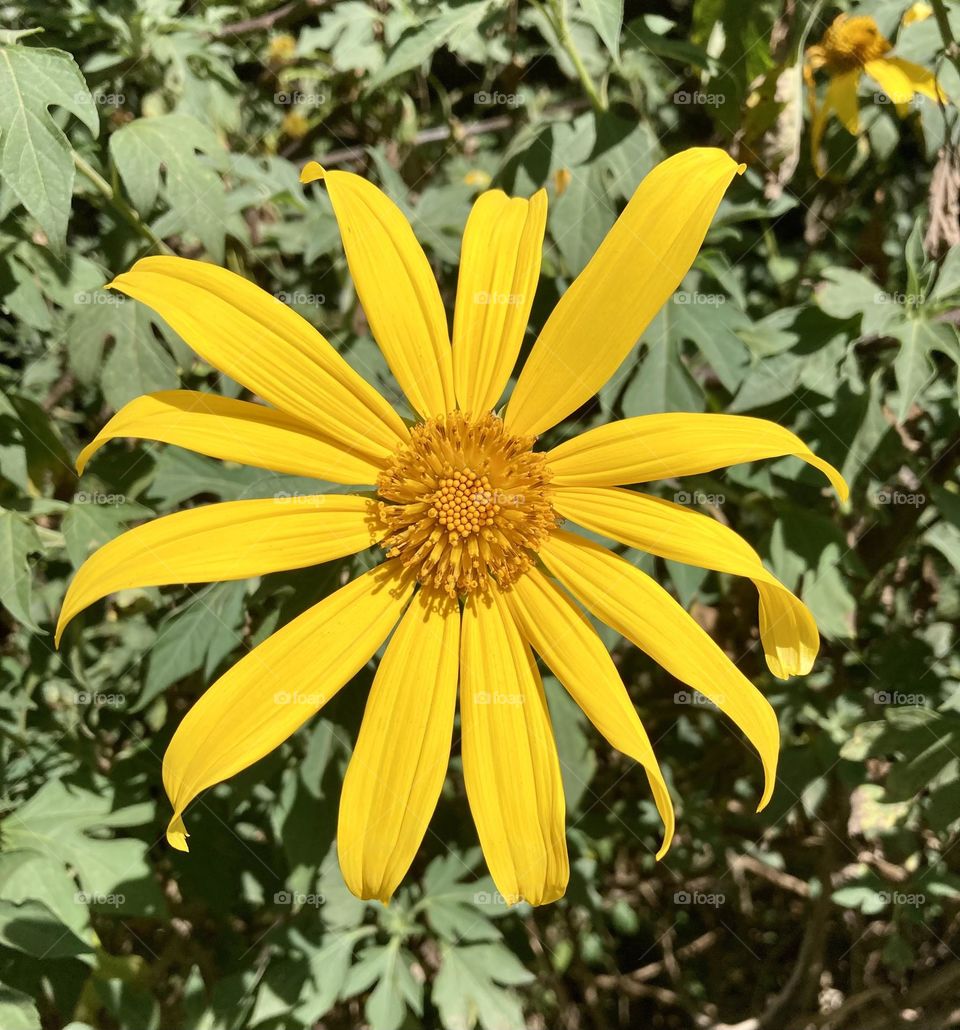 🌹 🇺🇸 Very beautiful flowers to brighten our day.  Live nature and its beauty. Did you like the delicate petals? / 🇧🇷 Flores muito bonitas para alegrar nosso dia. Viva a natureza e sua beleza. Gostaram das pétalas delicadas? 