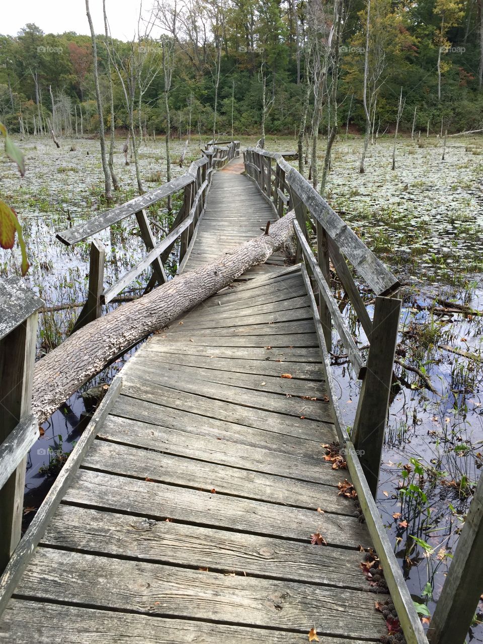Path closed!. The path to this mid-swamp viewpoint has been closed due to falling logs.  