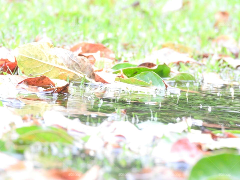 Reflecting on Fall Leaves