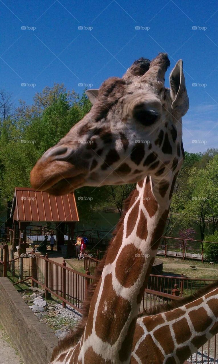 Giraffe