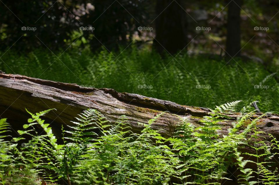 Log in ferns