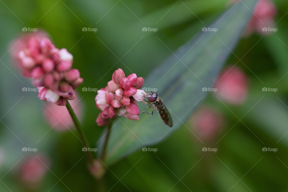 Fly Feeding From Flower