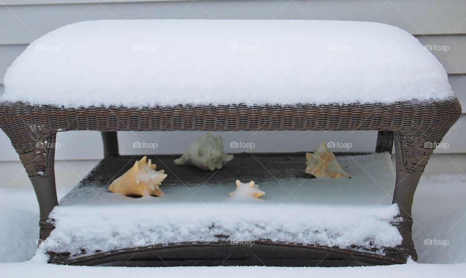 Seashells in the snow