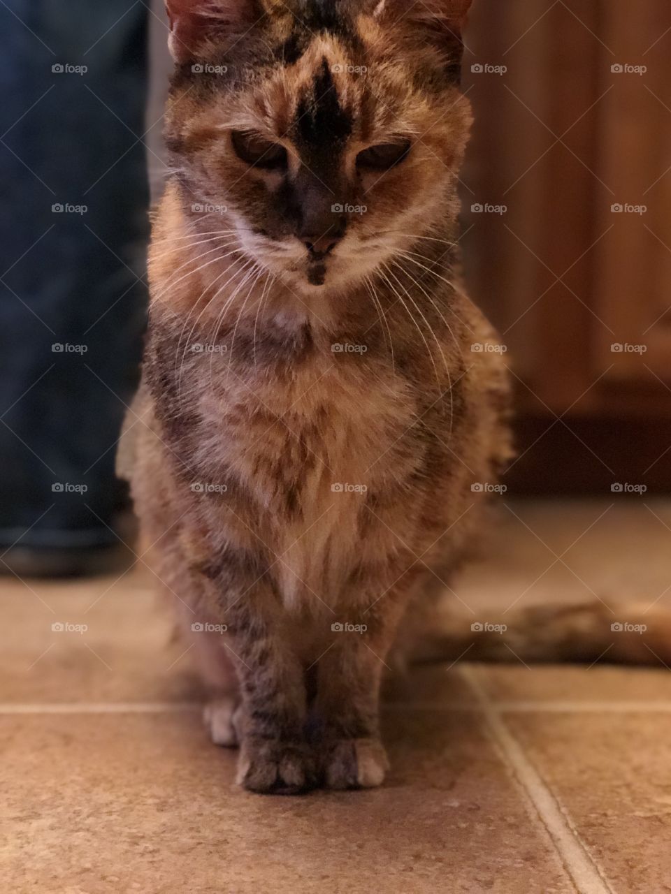 Older tabby cat 