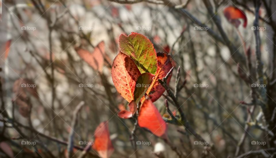 autumn's leaves