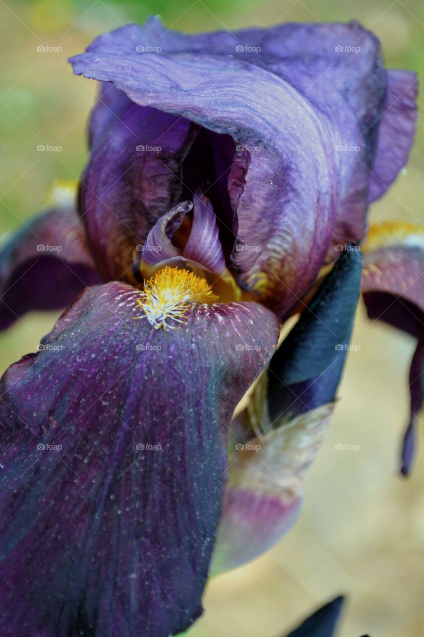 dark purple iris