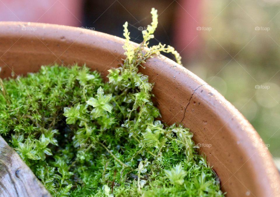 Peat Moss found in old, small clay pot 