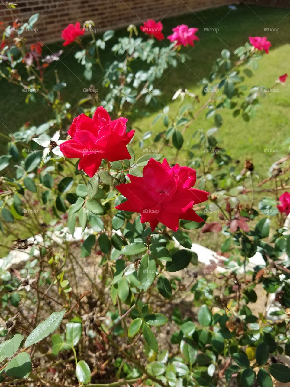 Elevated view of red roses